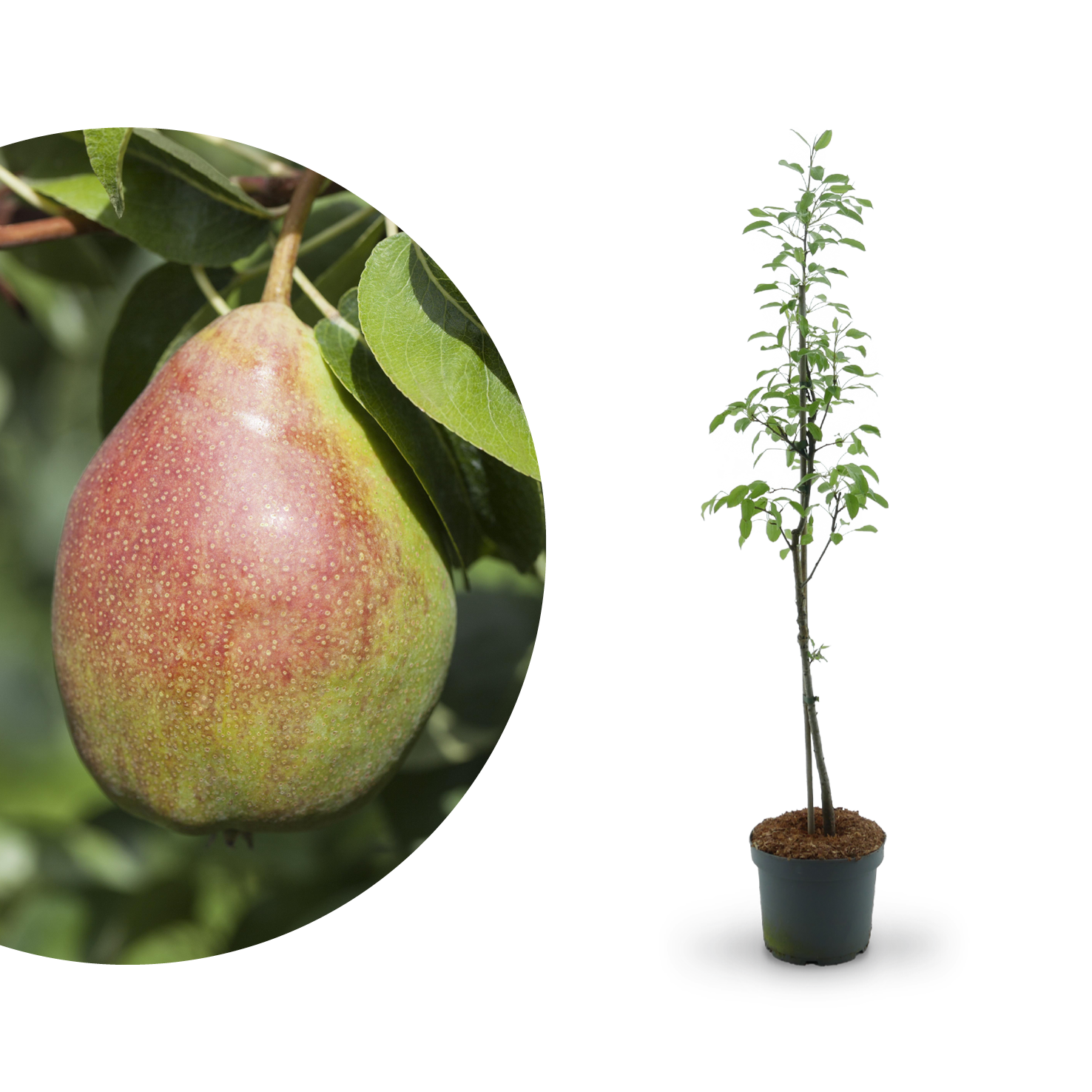 Birnensorten neue & Birnensorten: 35 alte Plantura -