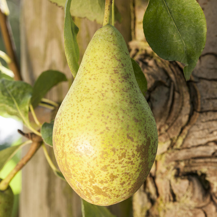 Birnenbaum Conference 150-170 Cm - Robuste Herbstbirne Im 9,5 Liter Topf