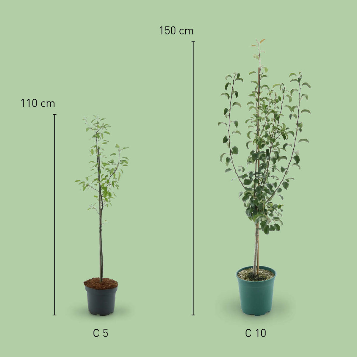 Größe des Bio-Birnbaums 'Gute Luise'