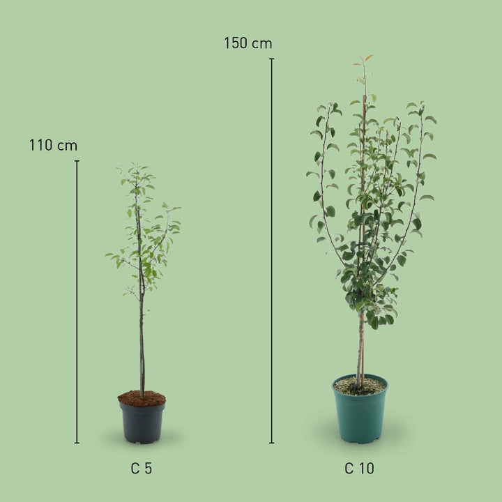 Größe des Bio-Birnbaums 'Gute Luise'