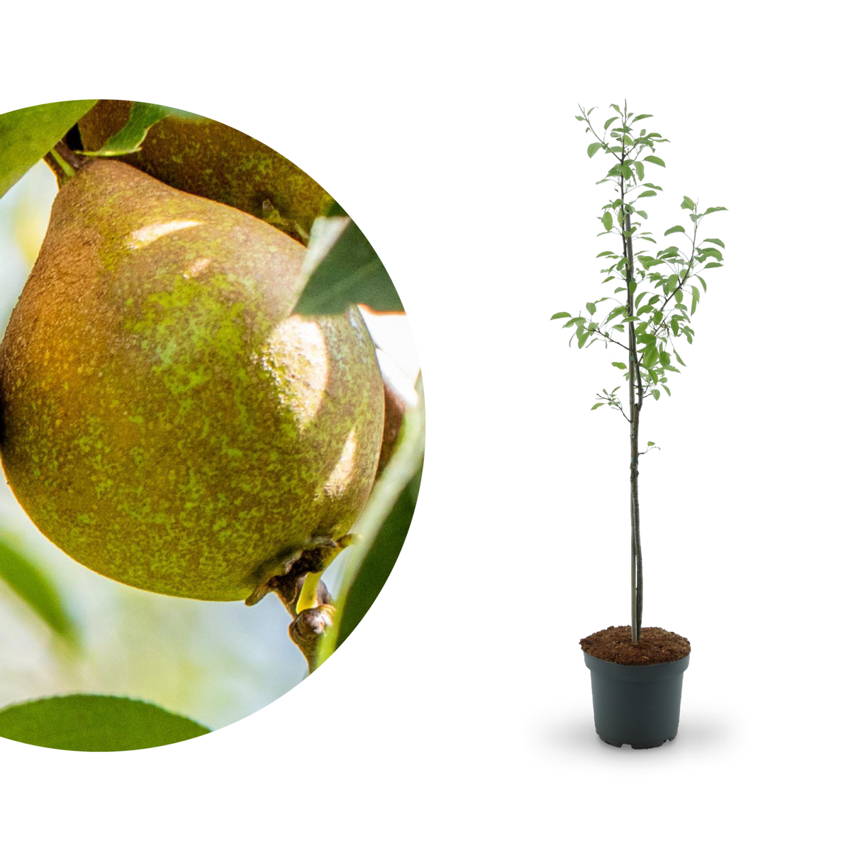 Bio-Birnbaum 'Gute Luise'