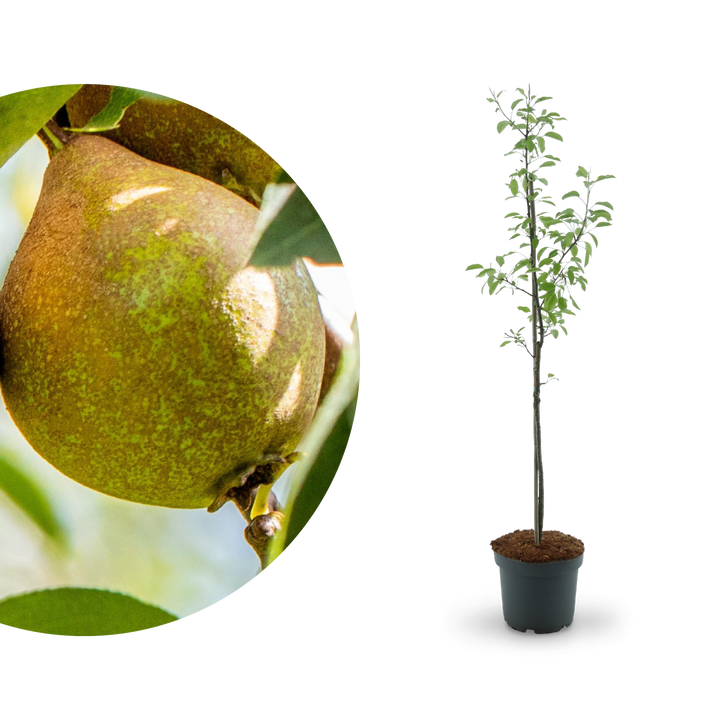 Bio-Birnbaum 'Gute Luise'