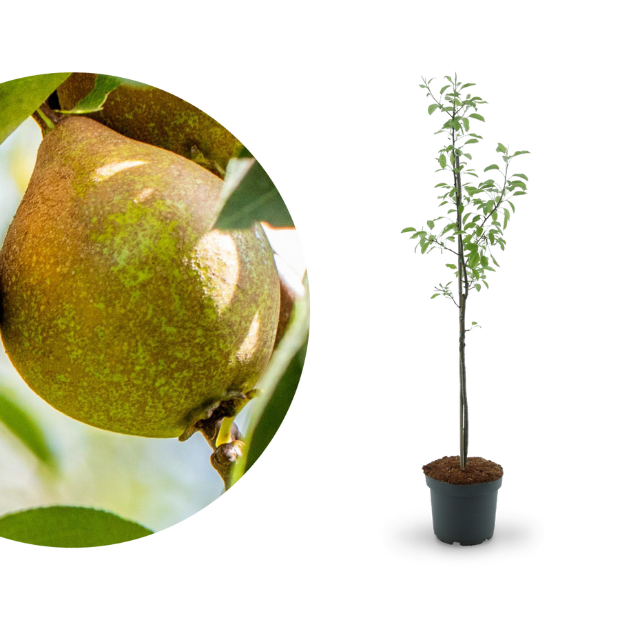Bio-Birnbaum 'Gute Luise'