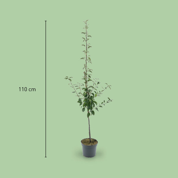 Größe des Bio-Birnbaums 'Köstliche von Charneux'