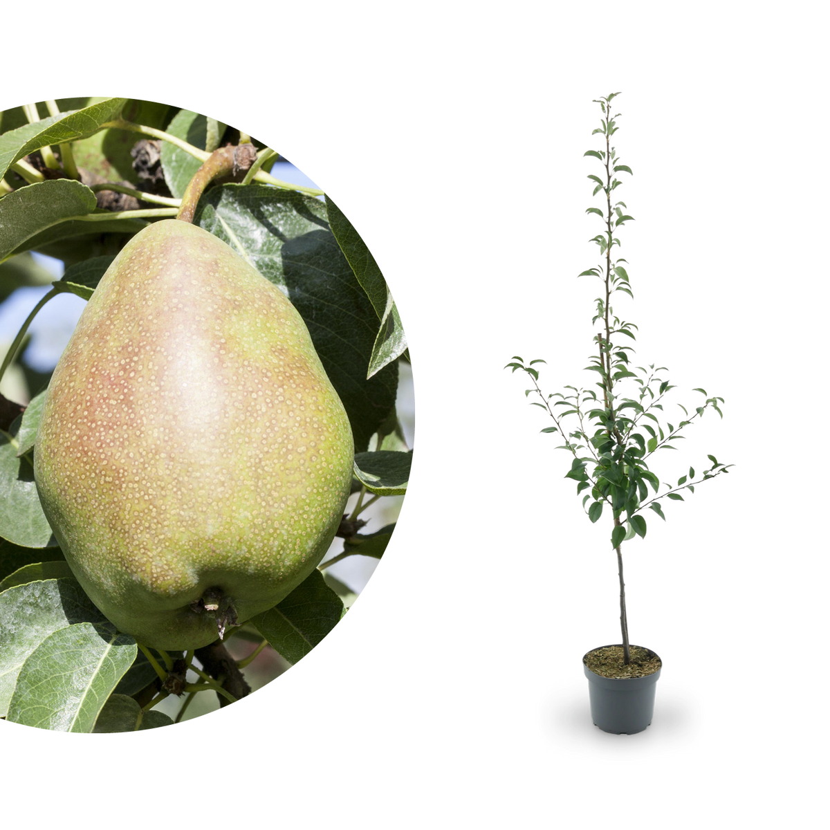 Bio-Birnbaum 'Köstliche von Charneux'
