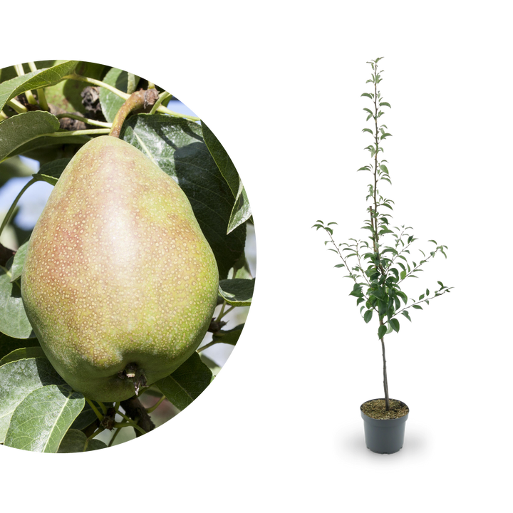 Bio-Birnbaum 'Köstliche von Charneux'