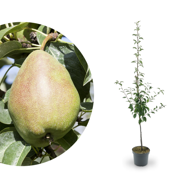Bio-Birnbaum \'Köstliche von Charneux\' - kaufen Shop Plantura