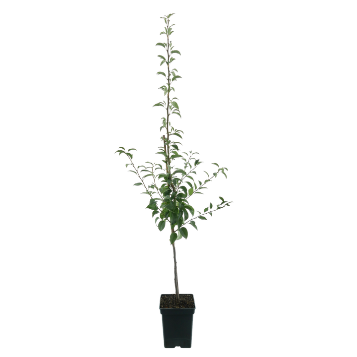 Bio-Birnbaum 'Rote Williams Christbirne'