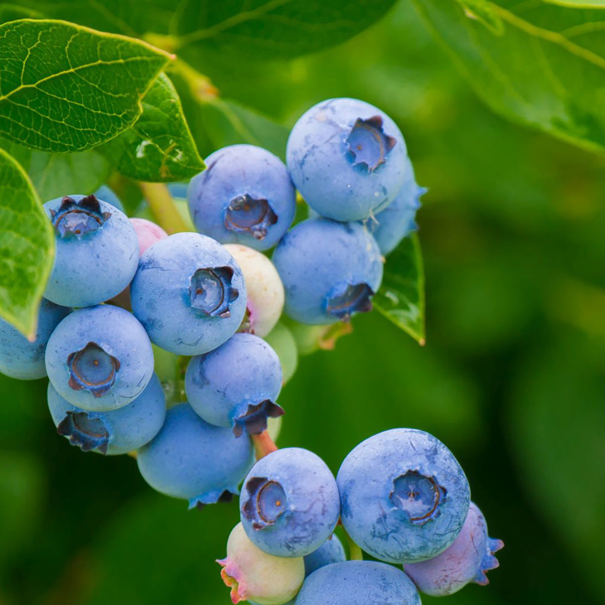 Bio-Blaubeere 'Duke'