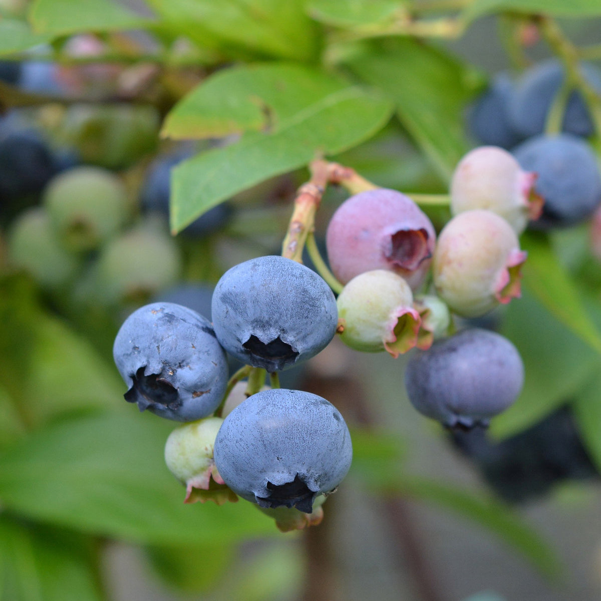 Bio-Blaubeere 'Goldtraube'