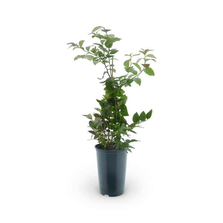 Bio-Blaubeere 'Goldtraube'