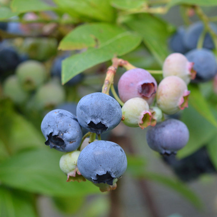Bio-Blaubeere 'Goldtraube'