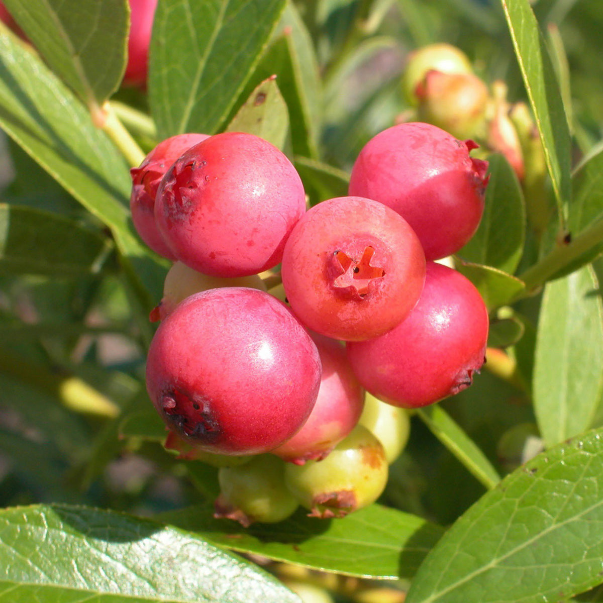 Bio-Blaubeere 'Pink Lemonade'