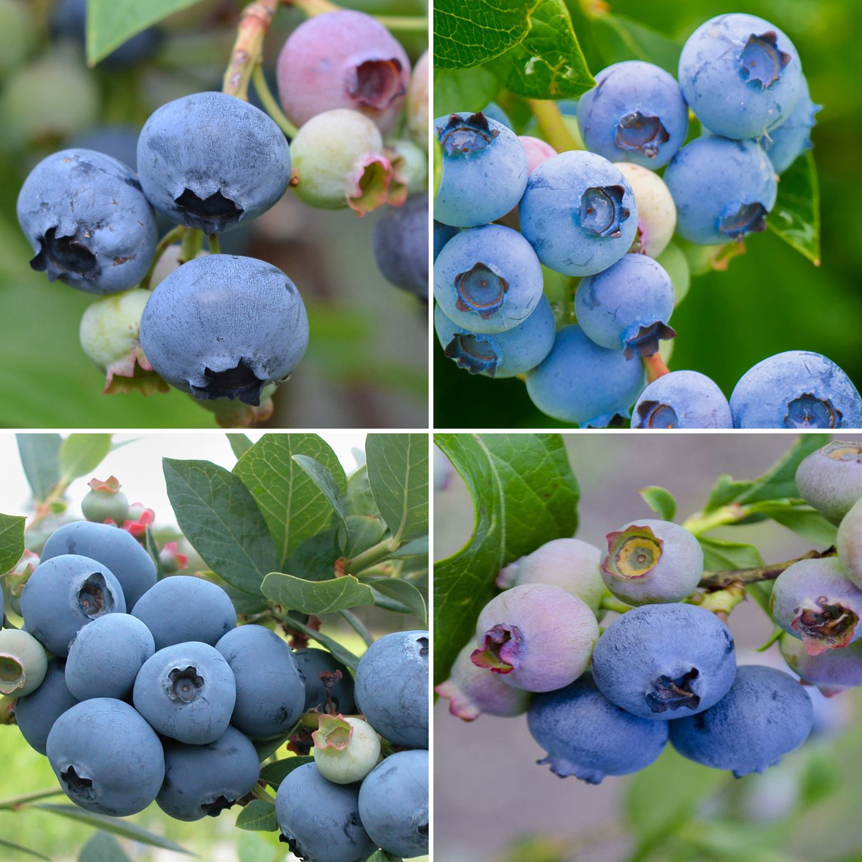 Bio-Blaubeeren-Set mit Sorten 'Goldtraube', 'Duke', 'Bluecrop', 'Patriot'