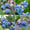 Rette mich: Bio-Blaubeeren (Set)