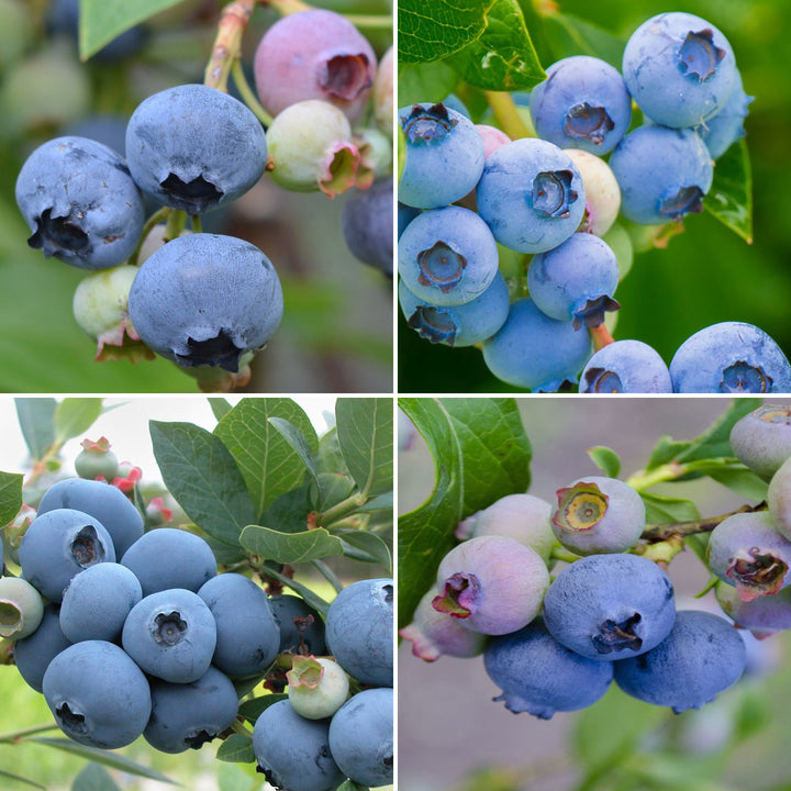 Bio-Blaubeeren-Set mit Sorten 'Goldtraube', 'Duke', 'Bluecrop', 'Patriot'