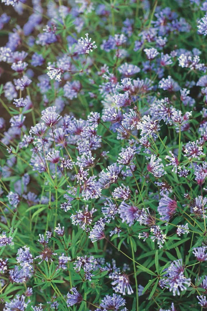 Bio-Blauer Waldmeister-Asperula orientalis