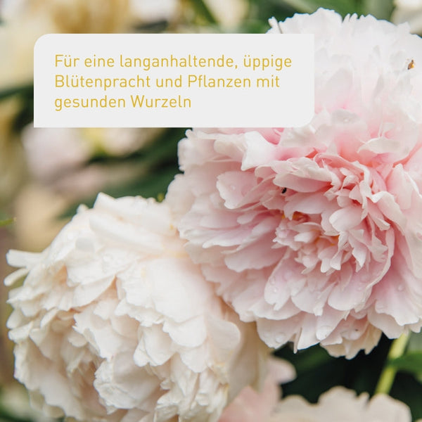 Ergebnis des Bio-Blumendüngers