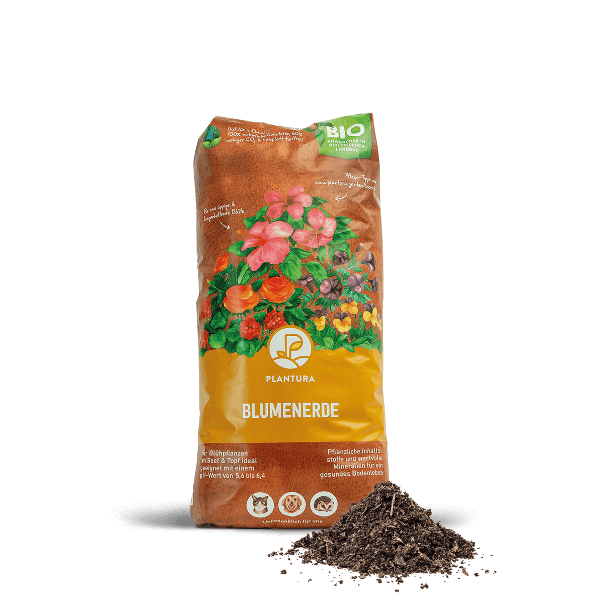 Kokardenblume: Aussaat, Schneiden & Winterhärte - Plantura Kokardenblume: Aussaat, Schneiden & Winterhärte - Plantura