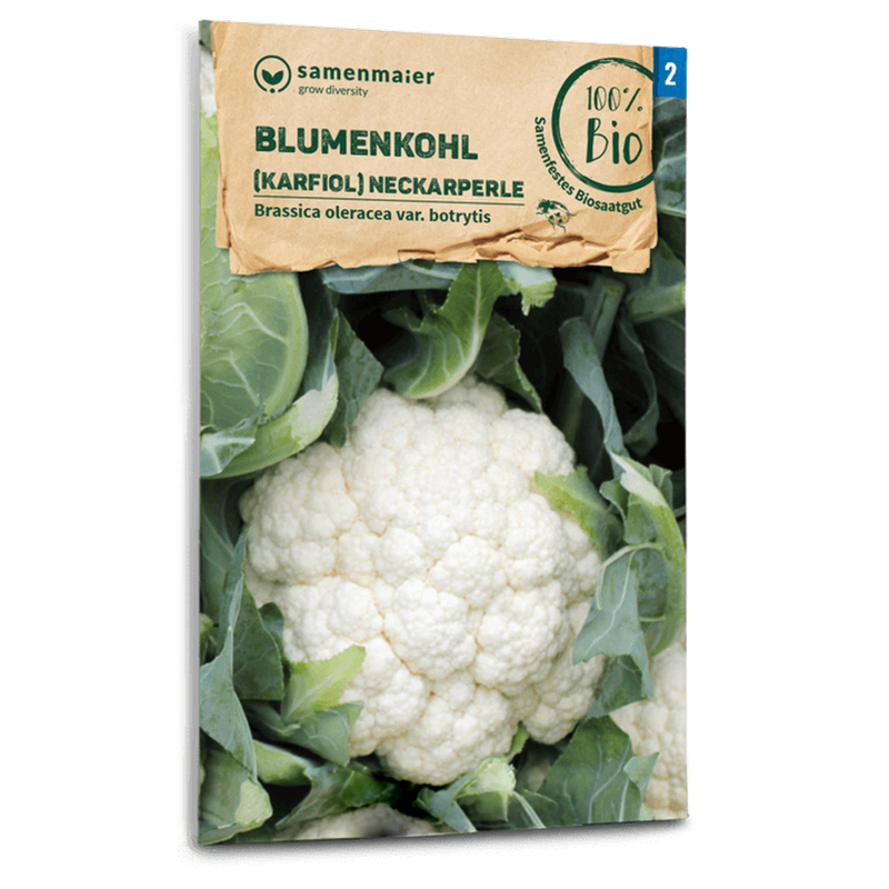 Bio-Blumenkohl 'Neckarperle' Samen