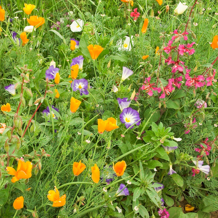 Bio-Blumenmischung 'Sommerpracht'