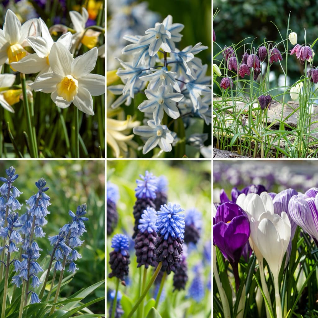 Bio-Blumenzwiebel-Mix Frühling