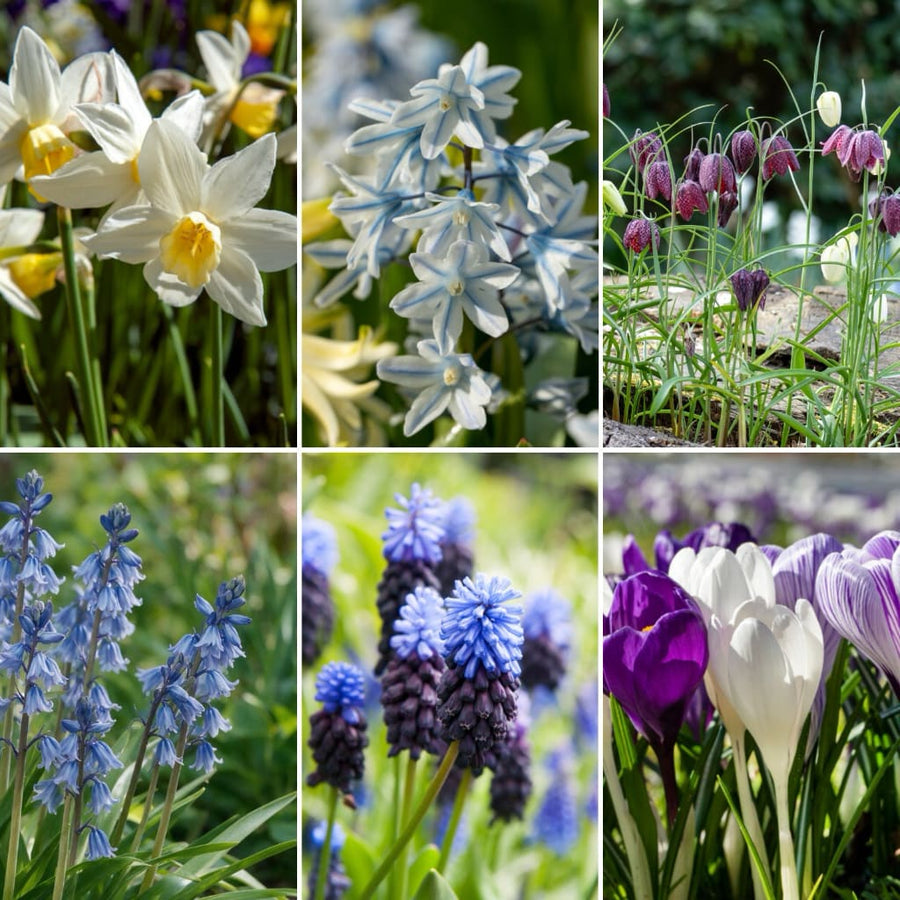 Bio-Blumenzwiebel-Mix Frühling