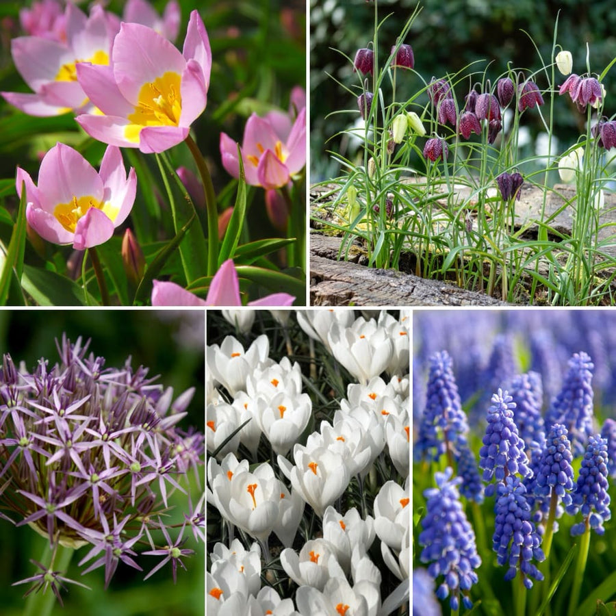 Bio-Blumenzwiebel-Mix zum Verwildern