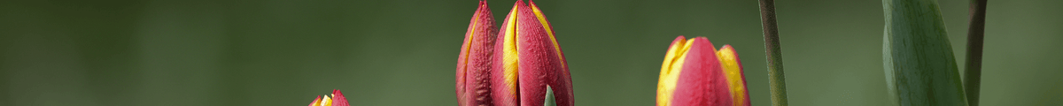 Bio-Blumenzwiebeln