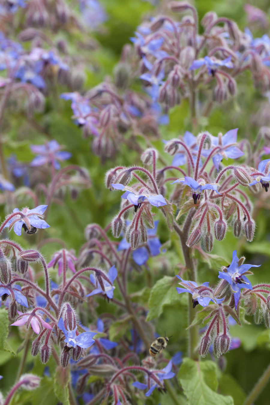 Bio-Borretsch-Borago officinalis