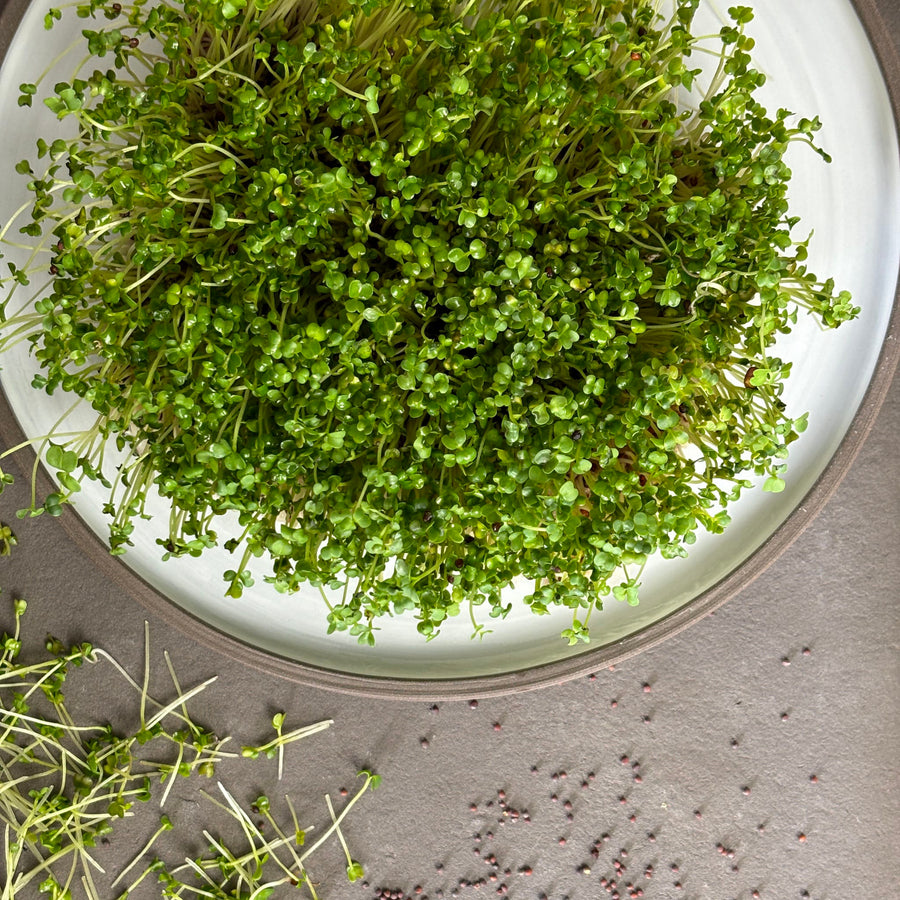 Bio-Brokkoli Sprossen-Brassica rapa var. cymosa