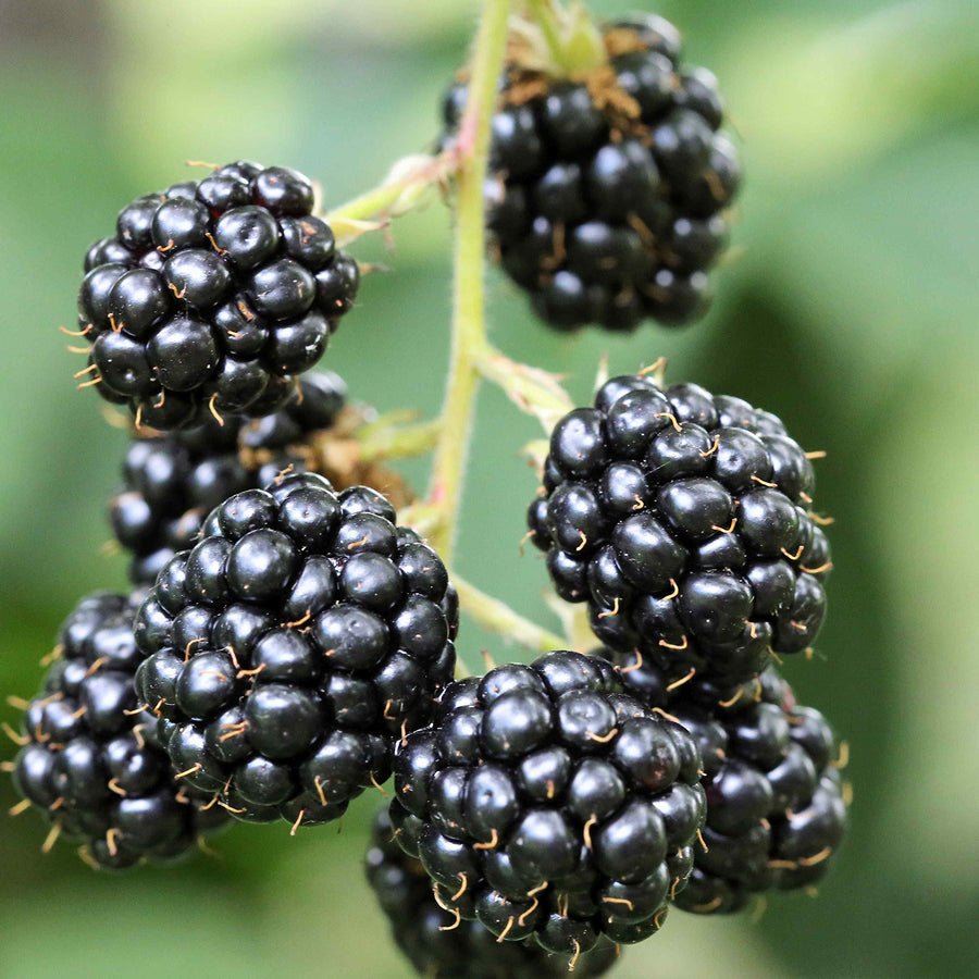 Bio-Brombeere 'Black Satin'