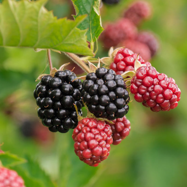 Bio-Brombeere 'Chester Thornless' Stachellos