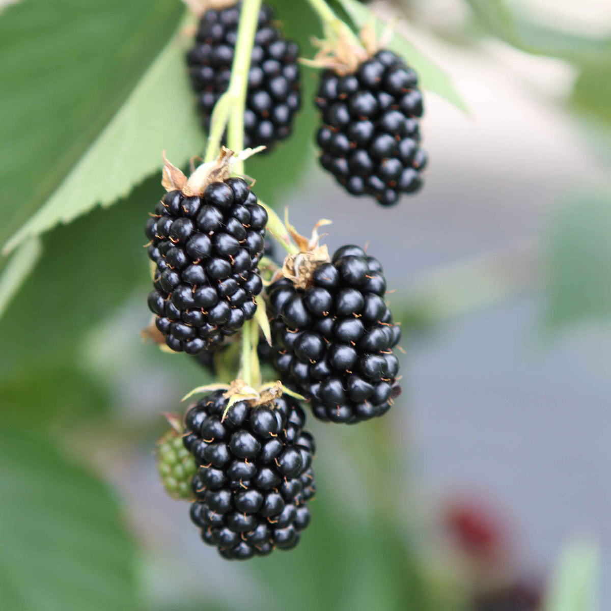 Bio-Brombeere 'Dirksen Thornless' Stachellos