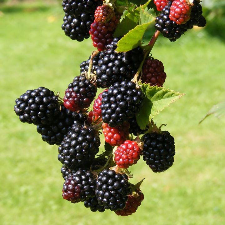 Bio-Brombeere 'Loch Ness' Stachellos