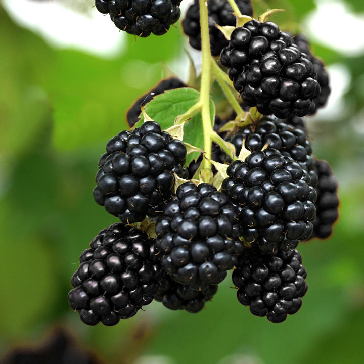Bio-Brombeere 'Navaho'® Stachellos