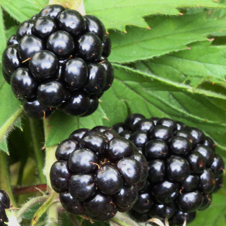 Reife Bio-Brombeeren 'Oregon Thornless'