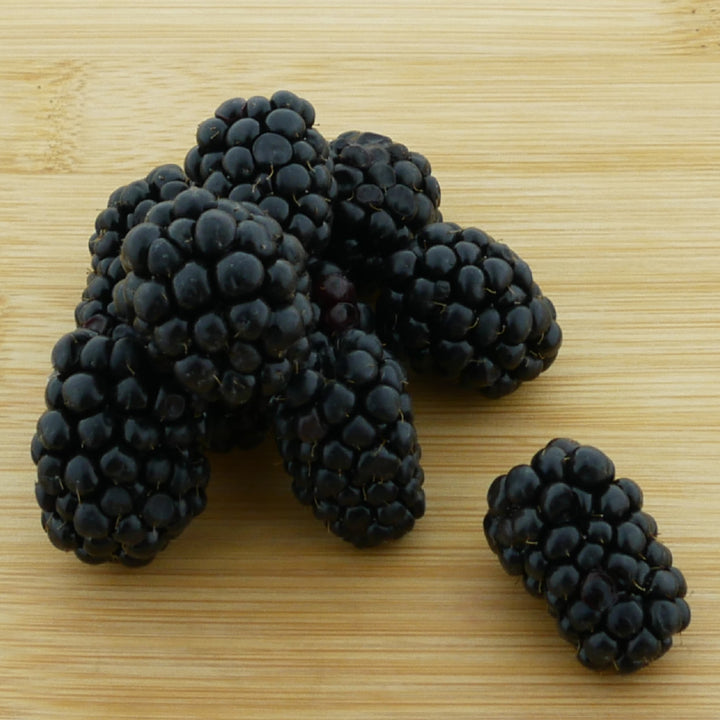 Früchte der Bio-Brombeere 'Oregon Thornless'