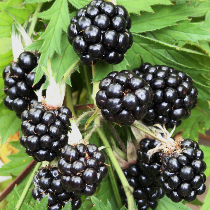 Bio-Brombeere 'Oregon Thornless' im Garten