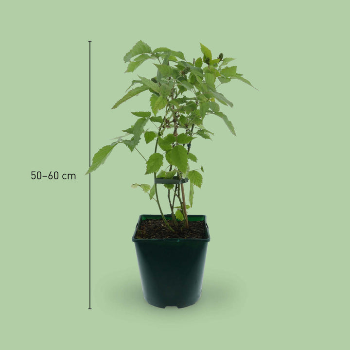 Größe der Bio-Brombeere 'Oregon Thornless'