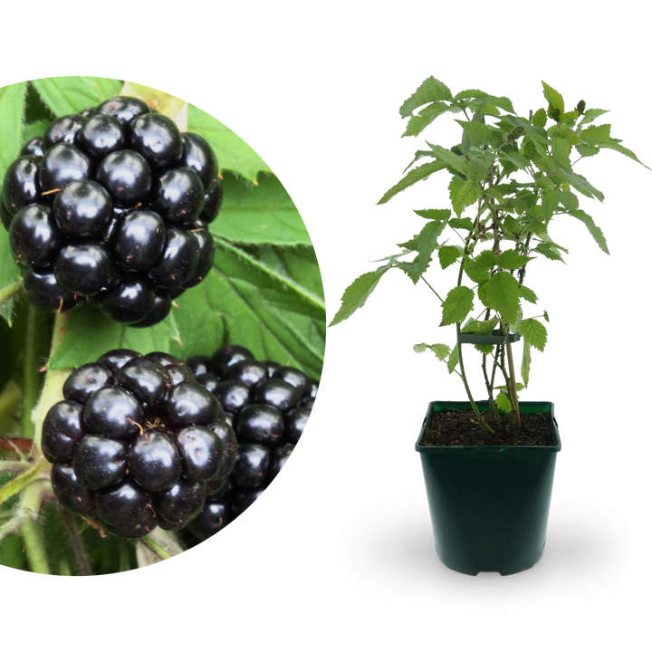 Bio-Brombeere 'Oregon Thornless'