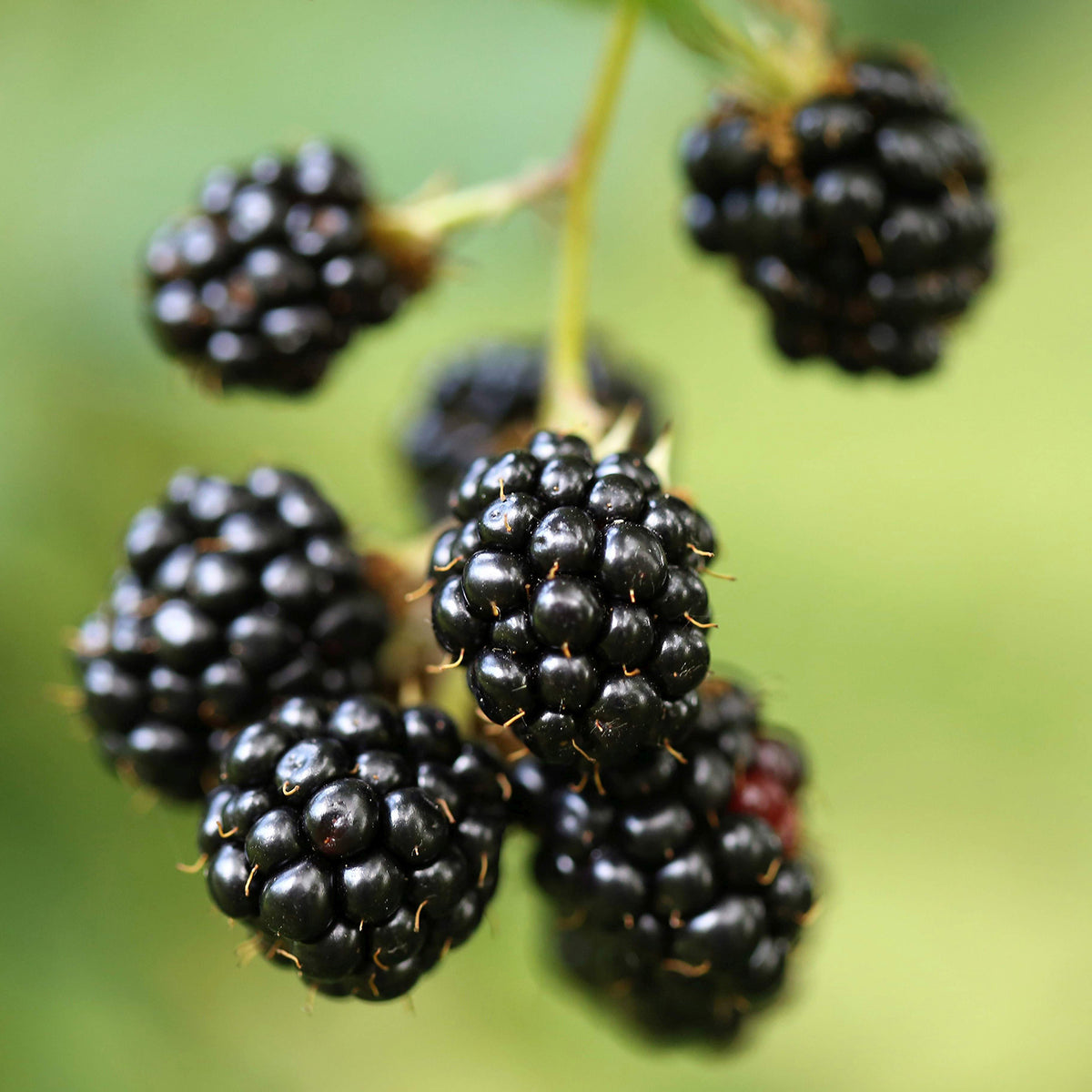 Bio-Brombeere 'Thornfree' Stachellos