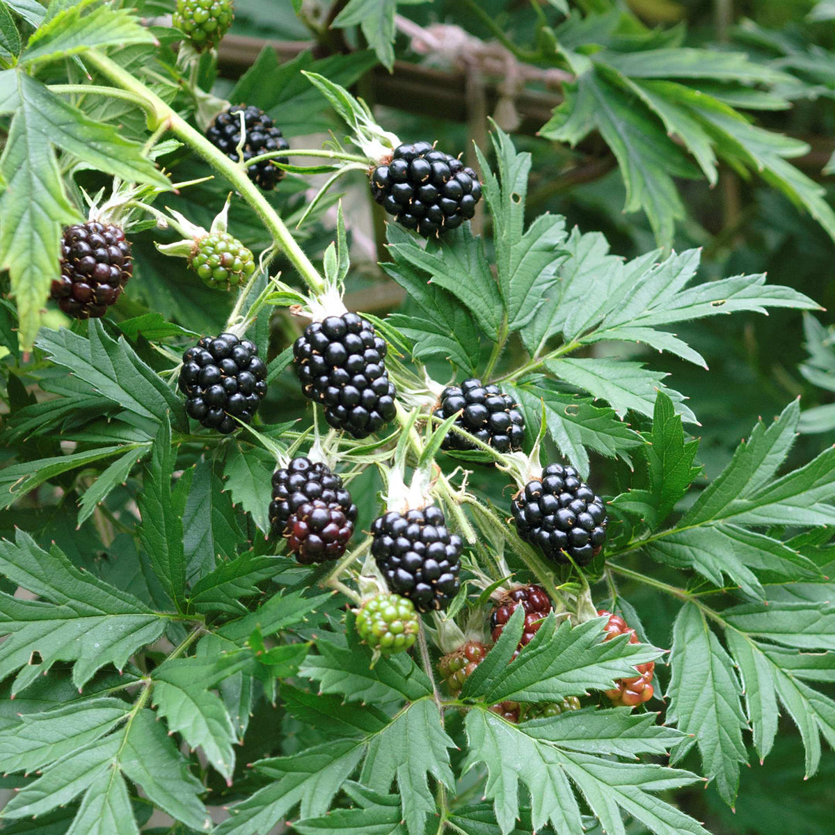 Bio-Brombeere 'Thornless Evergreen' Stachellos