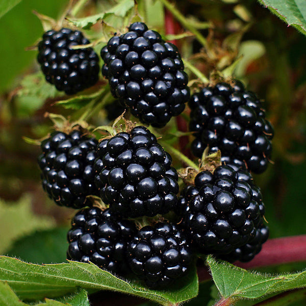 Bio-Brombeere 'Triple Crown' Stachellos