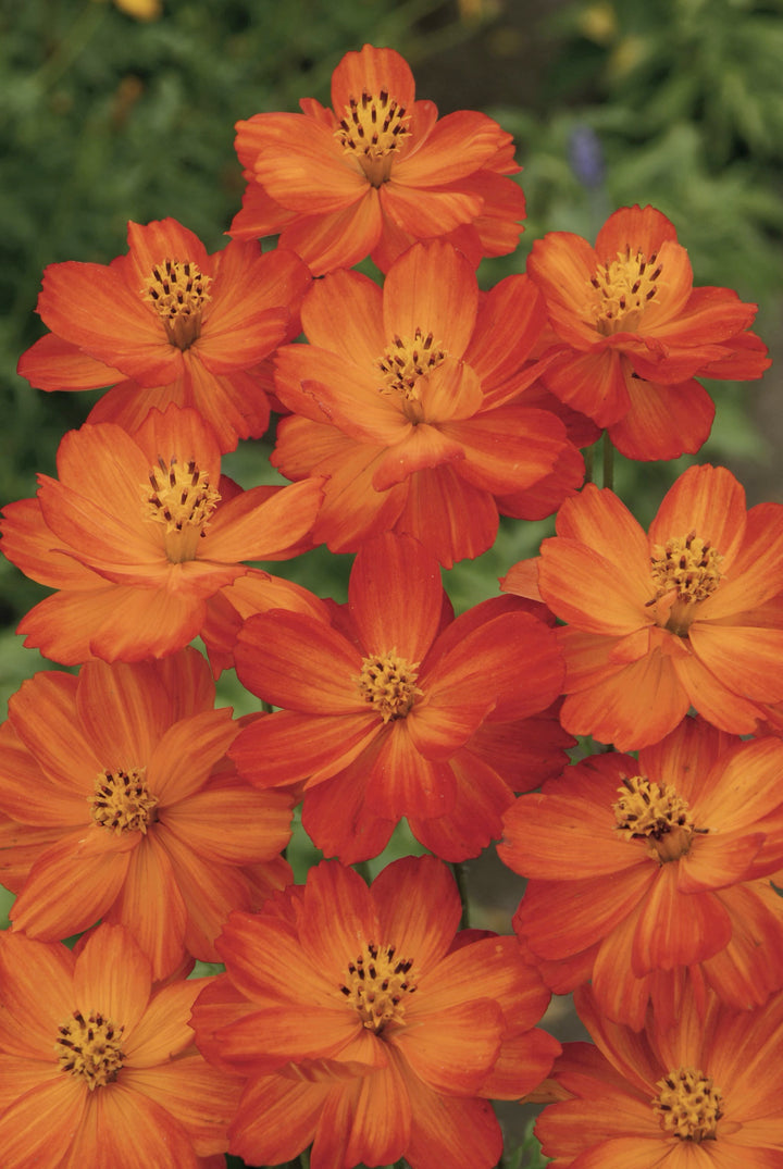 Bio-Cosmea Orange-Cosmos sulphureus