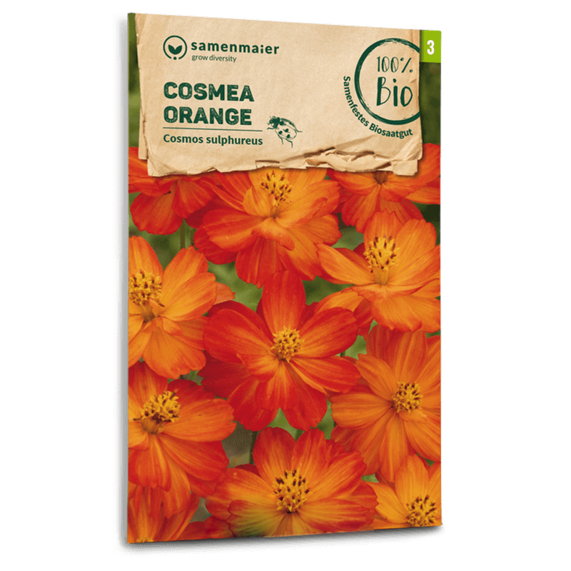 Bio-Cosmea Orange Samen