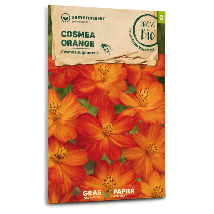 Bio-Cosmea Orange Samen