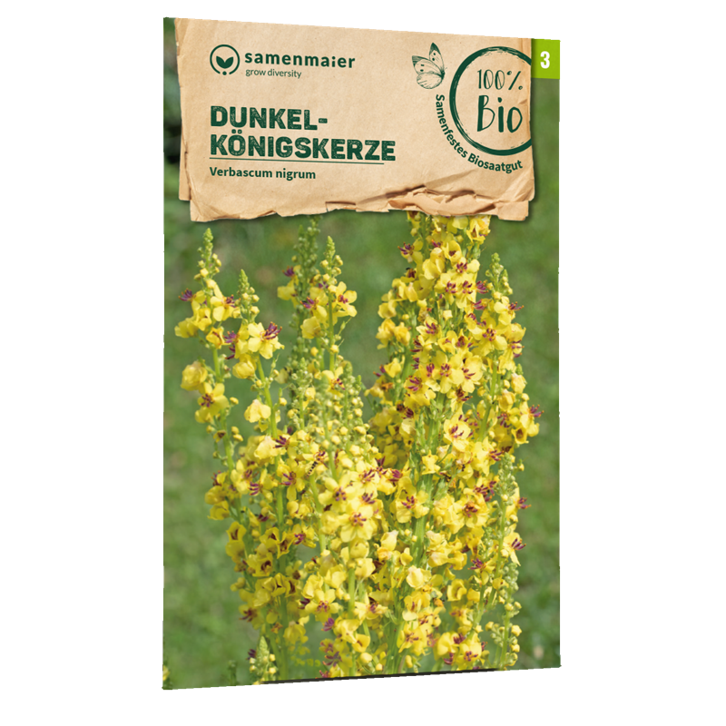 Bio-Dunkle Königskerze Wildblume Samen