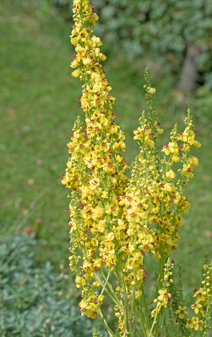 Bio-Dunkle Königskerze Wildblume-Verbascum nigrum