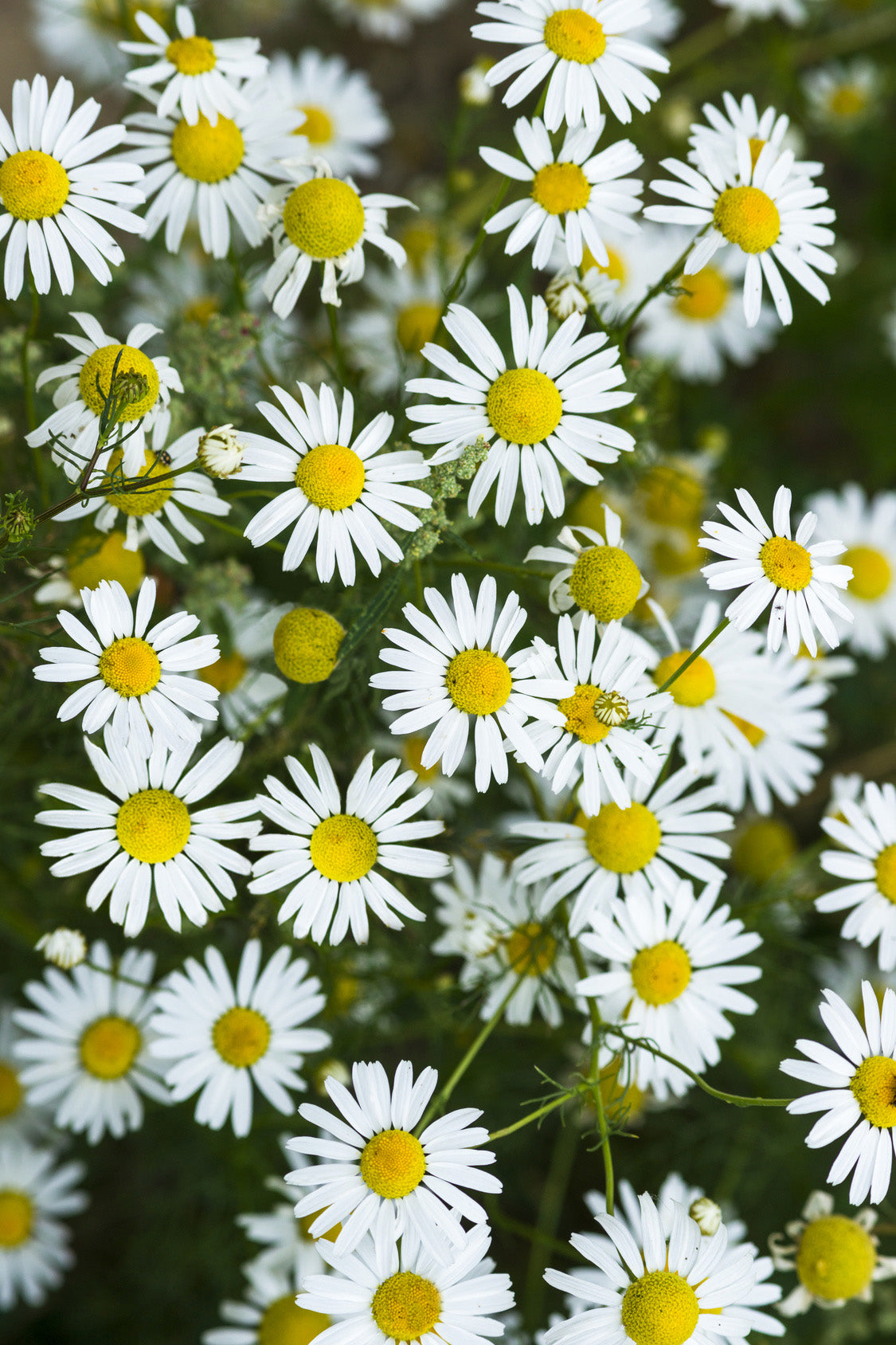 Bio-Echte Kamille-Chamomilla recutita